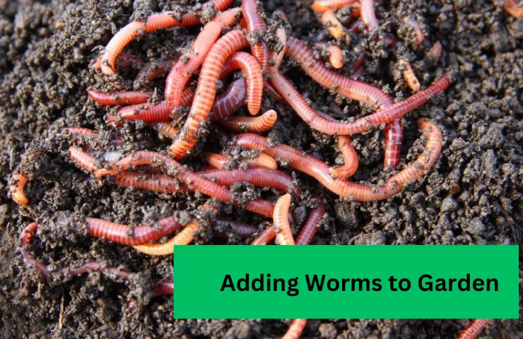 Adding-Worms-to-Garden