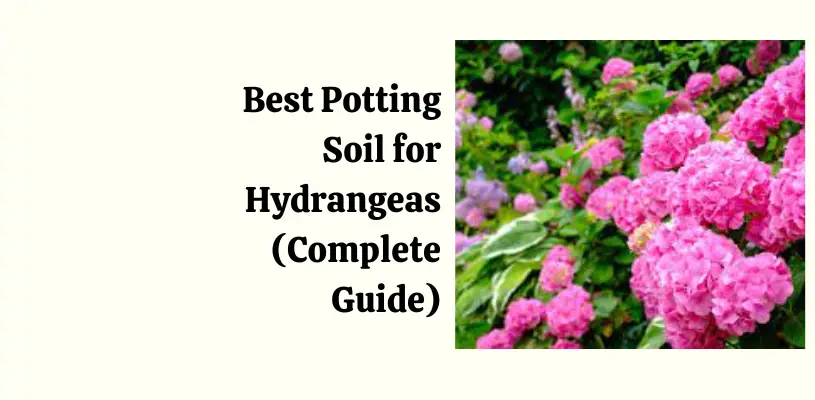 best-potting-soil-for-hydrangeas-(complete-guide)