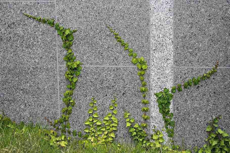 How to Grow Vines On A Concrete Wall1
