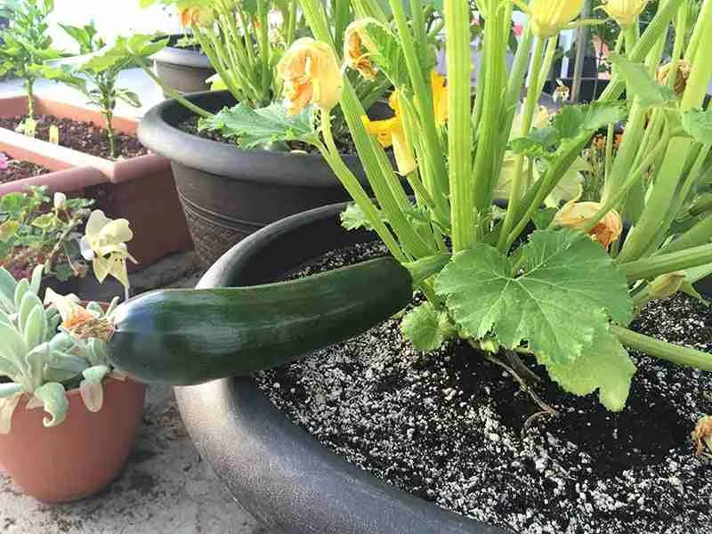 How Much Space Does a Zucchini Plant Need