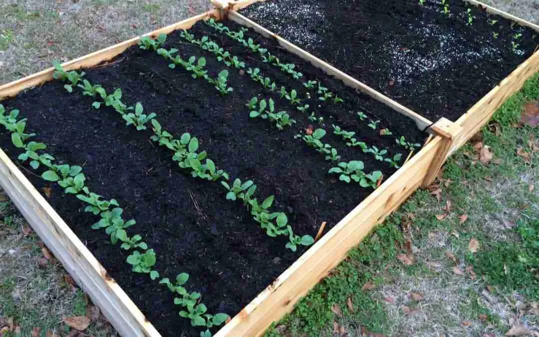 Raised Bed Soil Vs Garden, How To Prepare Soil For A Raised Bed Vegetable Garden