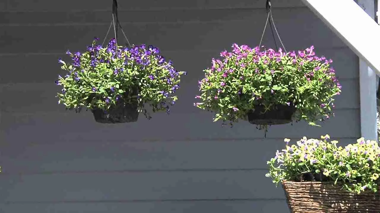 torenia in containers