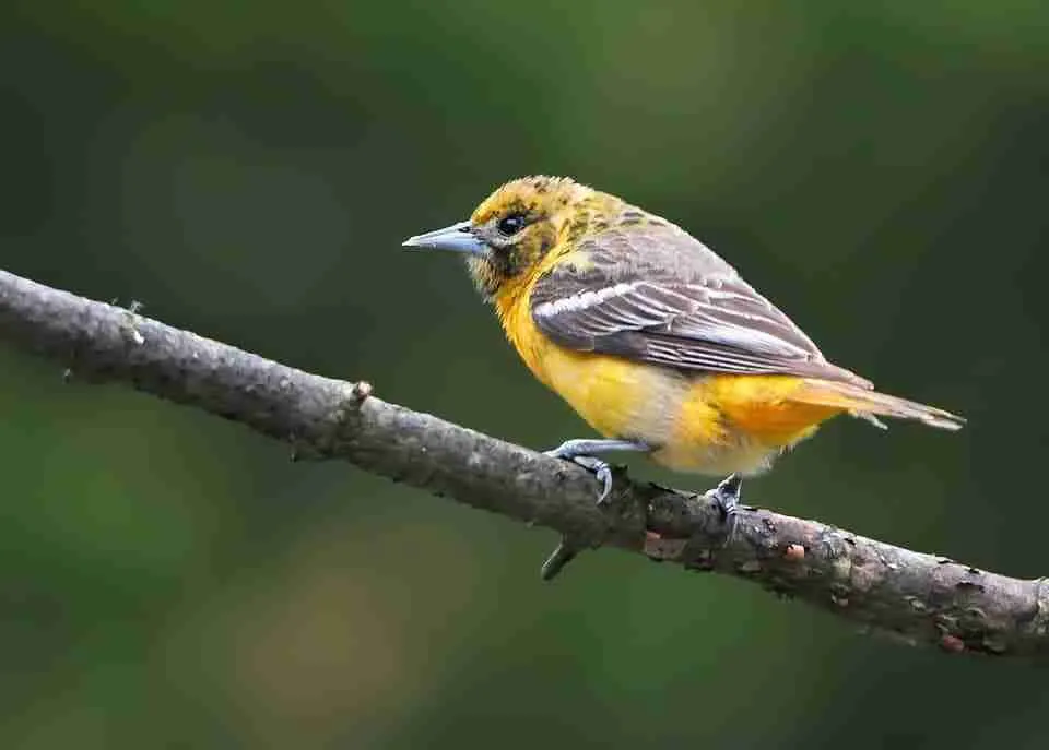 Plants That Attract Orioles