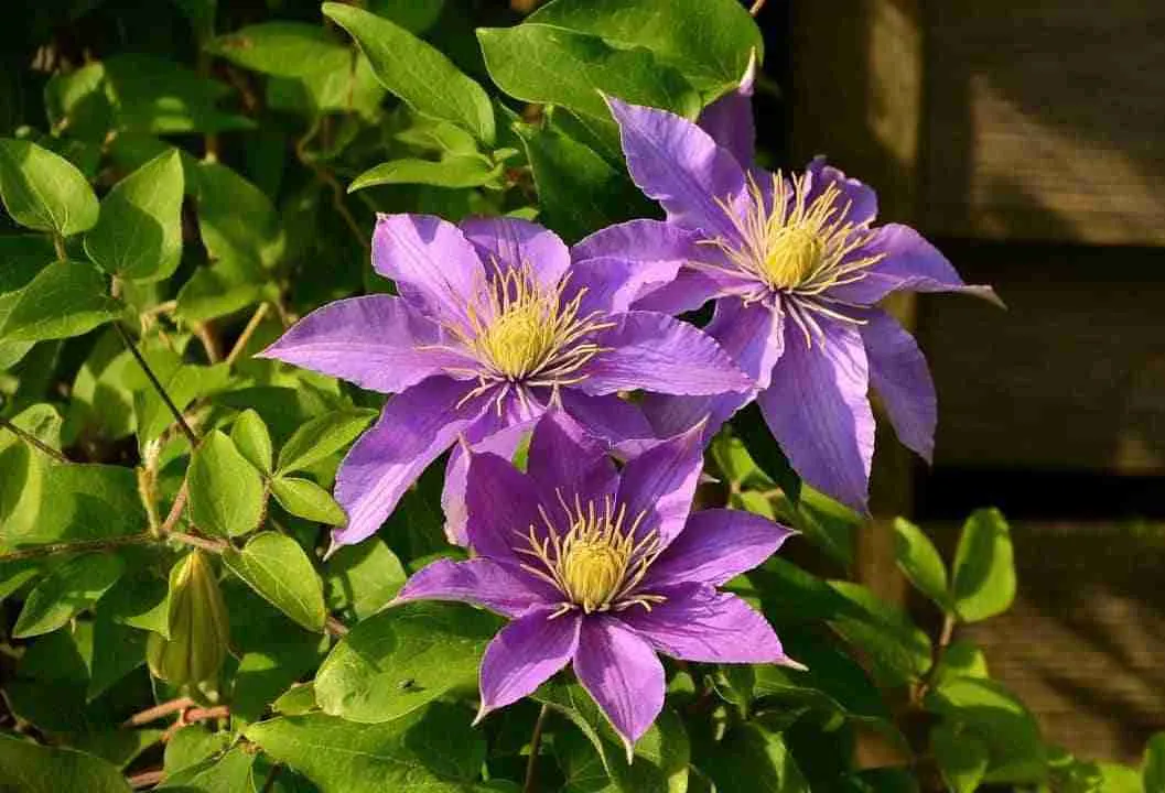 What Side to Plant Clematis