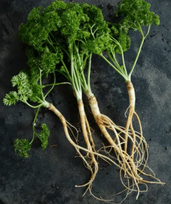Parsley root system
