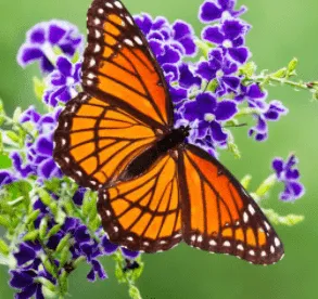 butterfly | Plantgardener